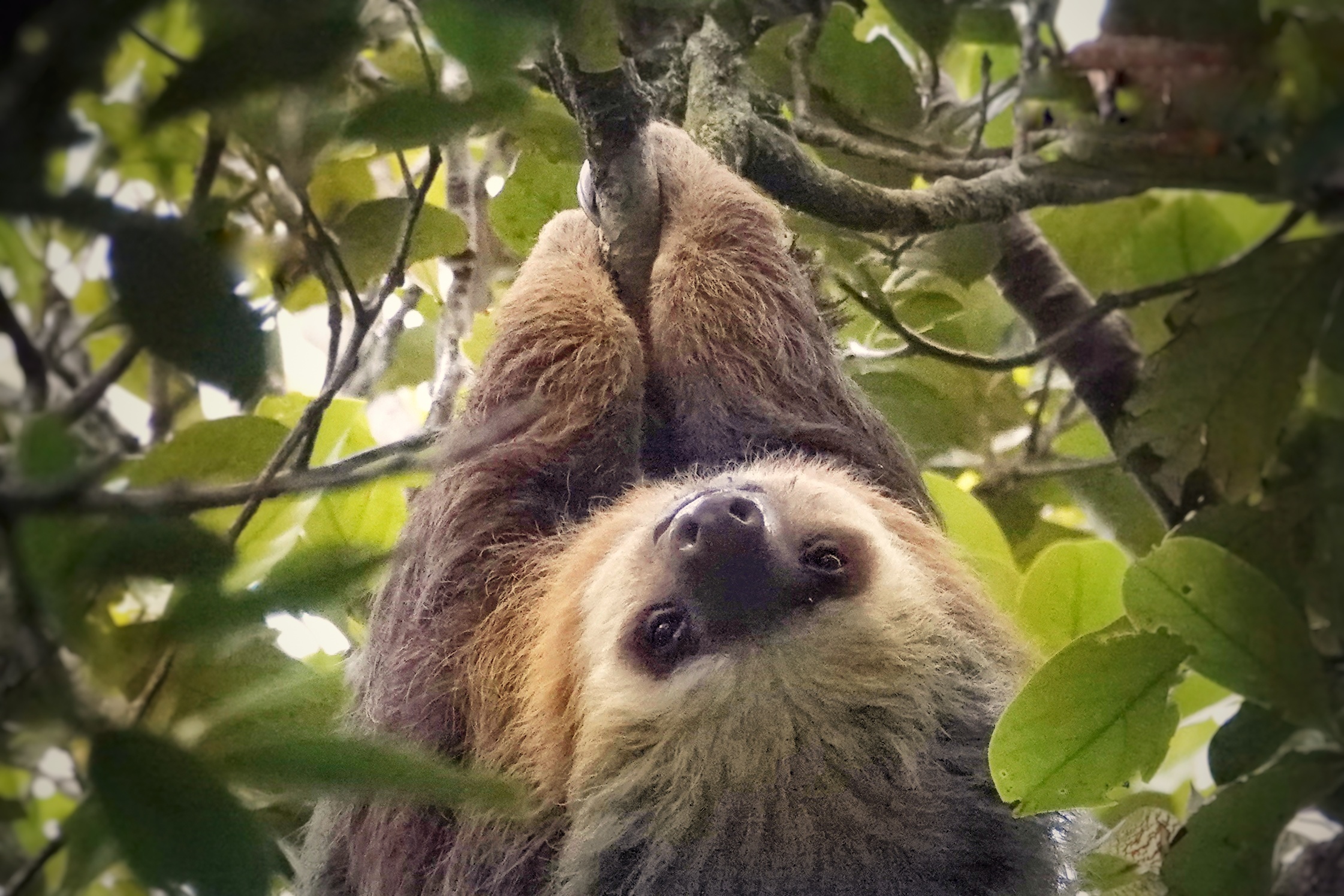 Paresseux à deux doigts dans la canopée